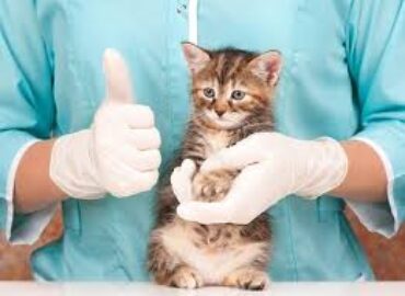 Chatswood Veterinary Clinic – Vet Clinic Sydney